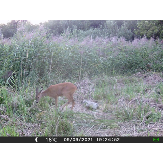 FOTOPASCA OXE GEPARD II A LOVECKÝ DETEKTOR + ZDARMA 32GB SD KARTA, 6KS BATÉRIÍ ZDARMA!