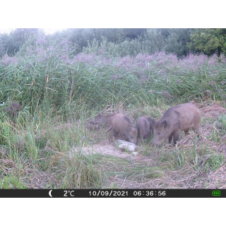 FOTOPASCA OXE GEPARD II A LOVECKÝ DETEKTOR + ZDARMA 32GB SD KARTA, 6KS BATÉRIÍ ZDARMA!