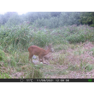 FOTOPASCA OXE GEPARD II A LOVECKÝ DETEKTOR + ZDARMA 32GB SD KARTA, 6KS BATÉRIÍ ZDARMA!