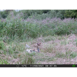 FOTOPASCA OXE GEPARD II A LOVECKÝ DETEKTOR + ZDARMA 32GB SD KARTA, 6KS BATÉRIÍ ZDARMA!