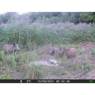 FOTOPASCA OXE GEPARD II A LOVECKÝ DETEKTOR + ZDARMA 32GB SD KARTA, 6KS BATÉRIÍ ZDARMA!