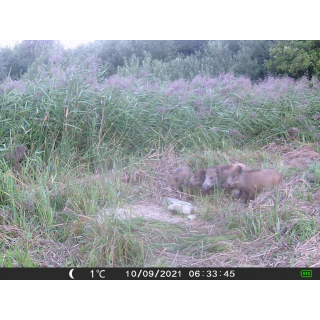 FOTOPASCA OXE GEPARD II A LOVECKÝ DETEKTOR + ZDARMA 32GB SD KARTA, 6KS BATÉRIÍ ZDARMA!