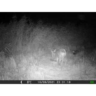 OXE Gepard II a lovecký detektor + 32GB SD karta