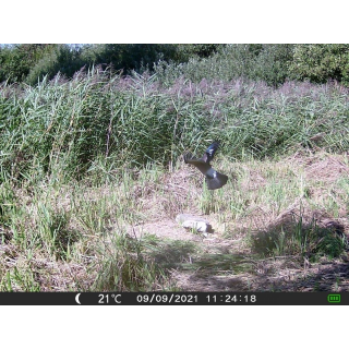 OXE Gepard II a lovecký detektor + 32GB SD karta