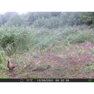 OXE Gepard II a lovecký detektor + 32GB SD karta