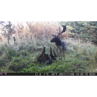 OXE Gepard II
