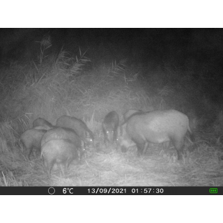 OXE Gepard II