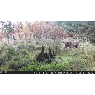 OXE Gepard II