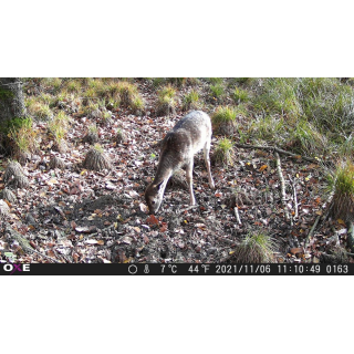 OXE Gepard II