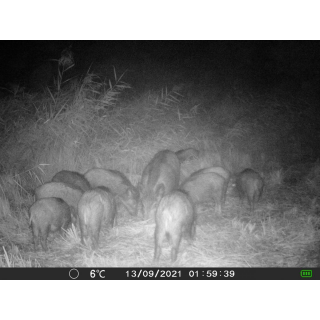 OXE Gepard II