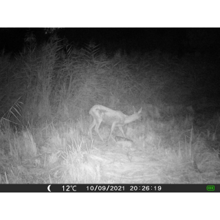 OXE Gepard II