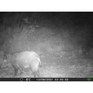 OXE Gepard II