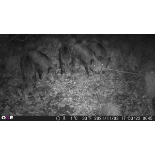OXE Gepard II
