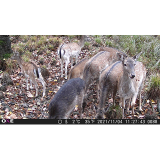 OXE Gepard II