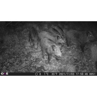 OXE Gepard II