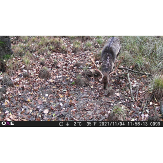 OXE Gepard II