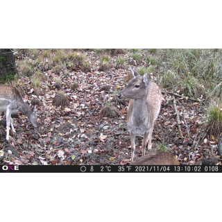 OXE Gepard II