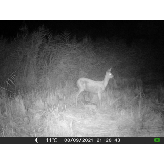 OXE Gepard II