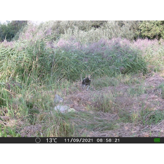 OXE Gepard II