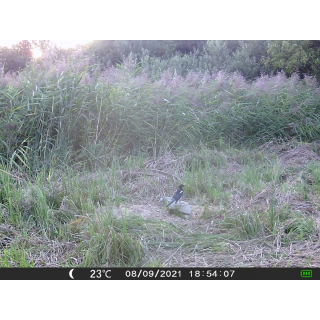 OXE Gepard II