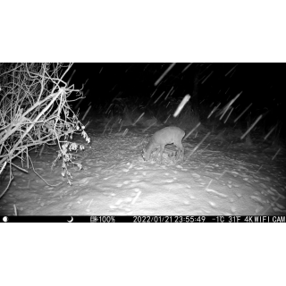 Fotopast OXE Tarantula WiFi 4K a kovový box + 32GB SD karta, 8ks baterií, stativ a doprava ZDARMA!