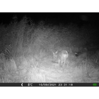 OXE Gepard II
