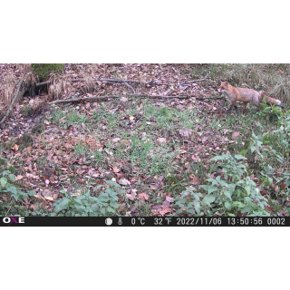 OXE Gepard II
