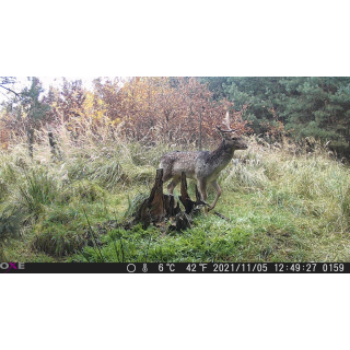 OXE Gepard II