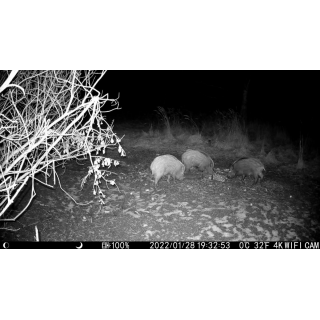 Fotopast OXE Tarantula WiFi 4K a kovový box + 32GB SD karta, 8ks baterií, stativ a doprava ZDARMA!