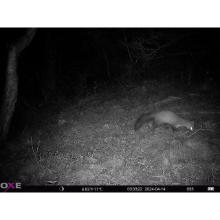 FOTOPASCA OXE HORNET 4G - ZDARMA SIM KARTA