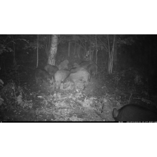 FOTOPASCA OXE VIPER A BINOKULÁRNE NOČNÉ VIDENIE OXE DV29