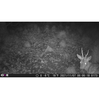 OXE Gepard II