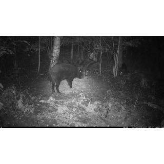 FOTOPASCA OXE VIPER A BINOKULÁRNE NOČNÉ VIDENIE OXE DV29