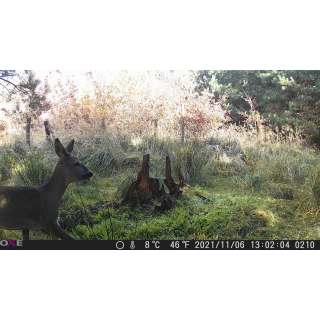 OXE Gepard II
