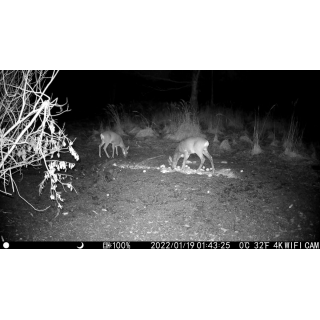 Fotopast OXE Tarantula WiFi 4K a kovový box + 32GB SD karta, 8ks baterií, stativ a doprava ZDARMA!