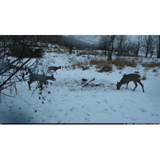 Fotopast OXE Tarantula WiFi 4K a kovový box + 32GB SD karta, 8ks baterií, stativ a doprava ZDARMA!