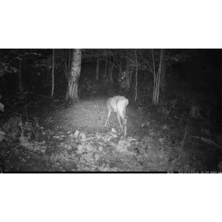 FOTOPASCA OXE VIPER A BINOKULÁRNE NOČNÉ VIDENIE OXE DV29