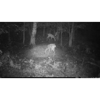 FOTOPASCA OXE VIPER A BINOKULÁRNE NOČNÉ VIDENIE OXE DV29