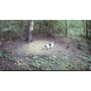 FOTOPASCA OXE VIPER A BINOKULÁRNE NOČNÉ VIDENIE OXE DV29