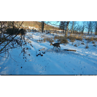 Fotopast OXE Tarantula WiFi 4K a kovový box + 32GB SD karta, 8ks baterií, stativ a doprava ZDARMA!