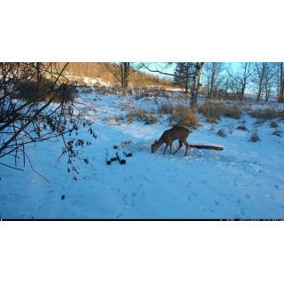 Fotopast OXE Tarantula WiFi 4K a kovový box + 32GB SD karta, 8ks baterií, stativ a doprava ZDARMA!