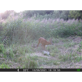 OXE Gepard II