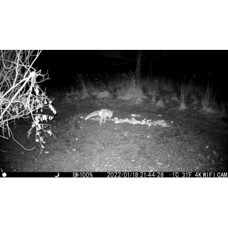 Fotopast OXE Tarantula WiFi 4K a kovový box + 32GB SD karta, 8ks baterií, stativ a doprava ZDARMA!