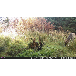 OXE Gepard II