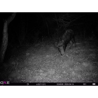 FOTOPASCA OXE HORNET 4G - ZDARMA SIM KARTA