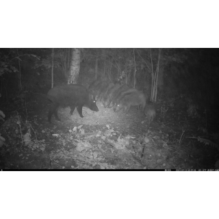 FOTOPASCA OXE VIPER A BINOKULÁRNE NOČNÉ VIDENIE OXE DV29