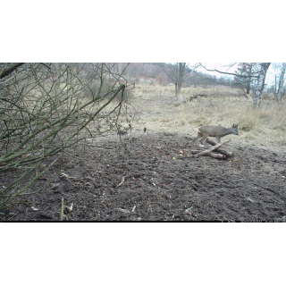 Fotopast OXE Tarantula WiFi 4K a kovový box + 32GB SD karta, 8ks baterií, stativ a doprava ZDARMA!