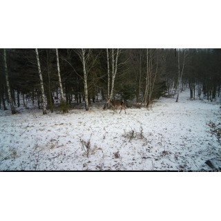 OXE Tarantula WiFi 4K