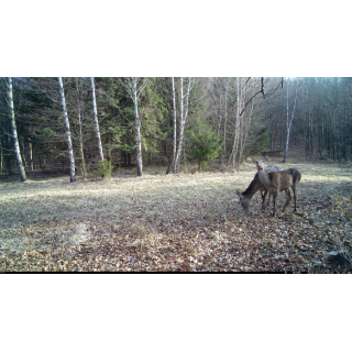 Fotopasca OXE Tarantula WiFi 4K A SOLÁRNY PANEL