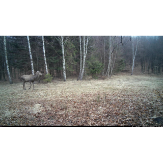 FOTOPASCA OXE TARANTULA WiFi 4K